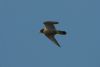 Peregrine Falcon at Canvey Point (Richard Howard) (17443 bytes)